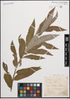 Foto von Salix cinerea L.